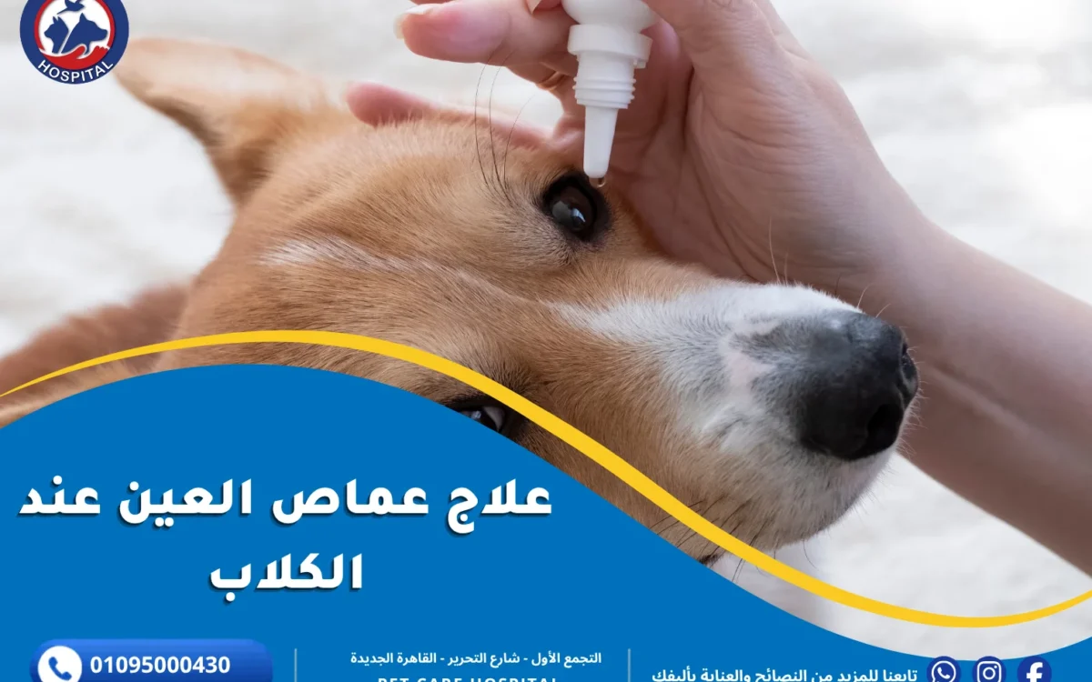 علاج عماص العين عند الكلاب