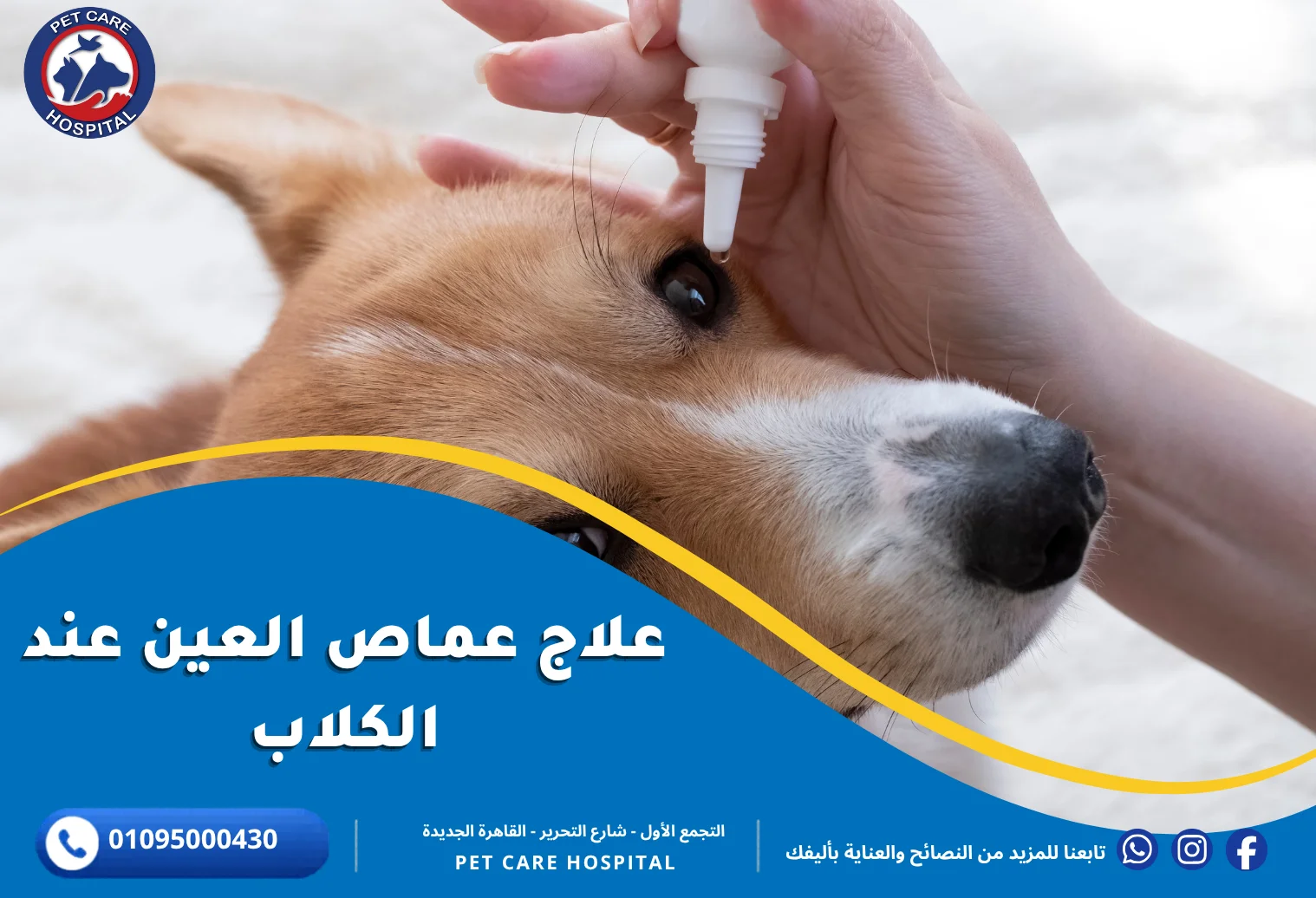 علاج عماص العين عند الكلاب